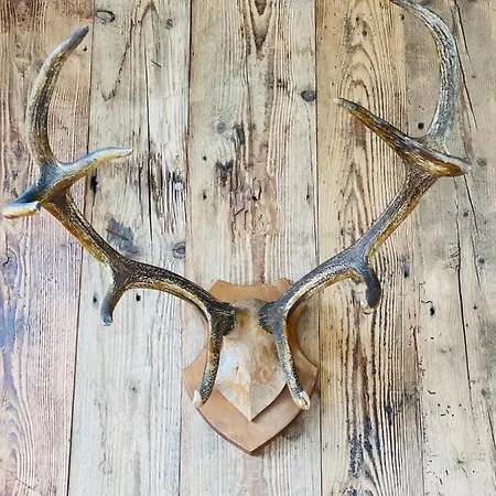 Apartamenty Piwniczna Апартаменты Piwniczna-Zdroj